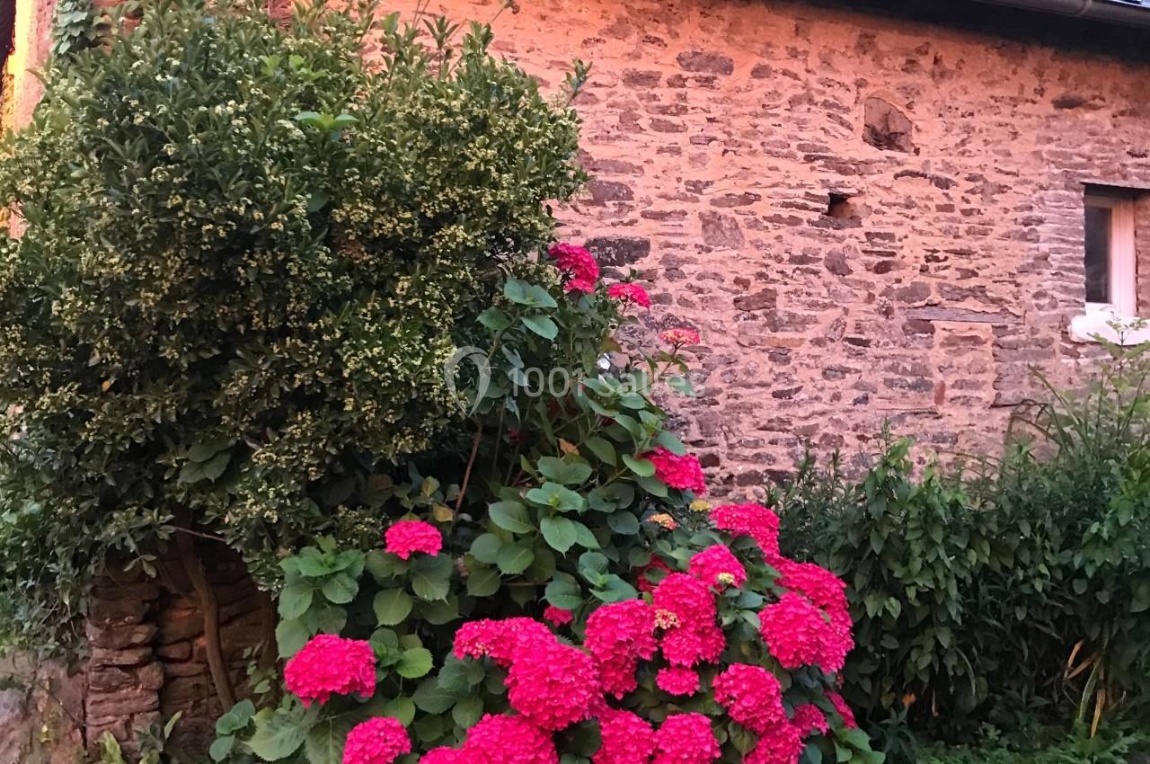 Massif d'hortensias roses en fleurs devant un mur de pierre d'une maison au toit en ardoise, éclairé par une lumière douce.