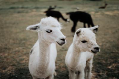 Location salle Rennemoulin (Yvelines) - La Ferme du Prieuré #11