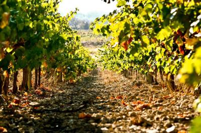 Fauteuils en rotin avec coussins blancs disposés dans un cadre naturel entouré d'arbres et de végétation.