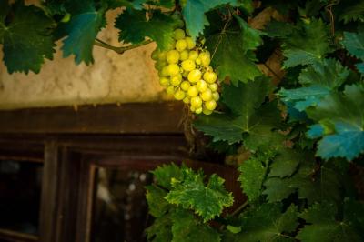 Fauteuils en rotin avec coussins blancs disposés dans un cadre naturel entouré d'arbres et de végétation.