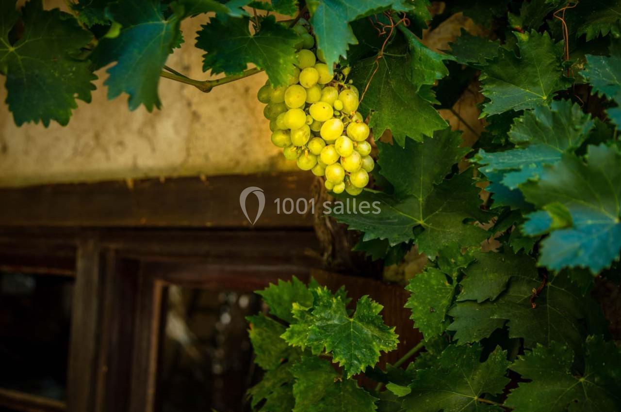 Grappe de raisins jaunes mûrs accrochée à une vigne entourée de feuilles vertes, près d'une fenêtre en bois.