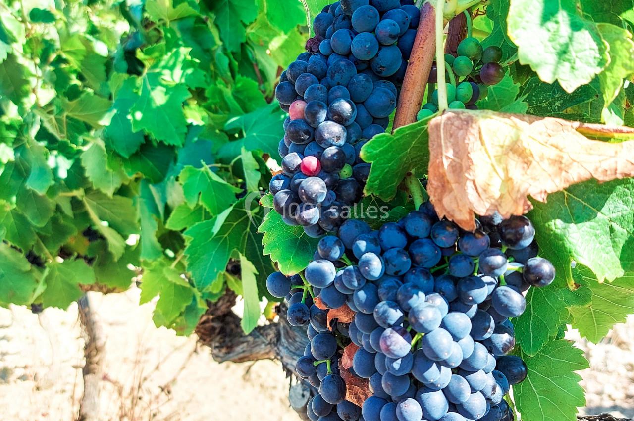 Grappe de raisins noirs mûrs accrochée à une vigne avec des feuilles vertes sous un ciel ensoleillé.