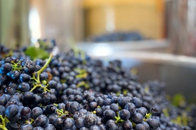Fauteuils en rotin avec coussins blancs disposés dans un cadre naturel entouré d'arbres et de végétation.