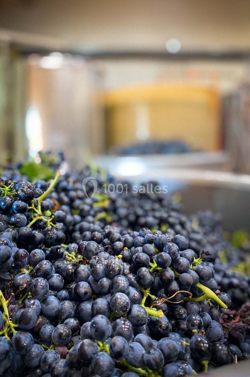 Grappe de raisins noirs fraîchement récoltés dans une cuve en métal, prête pour la vinification.