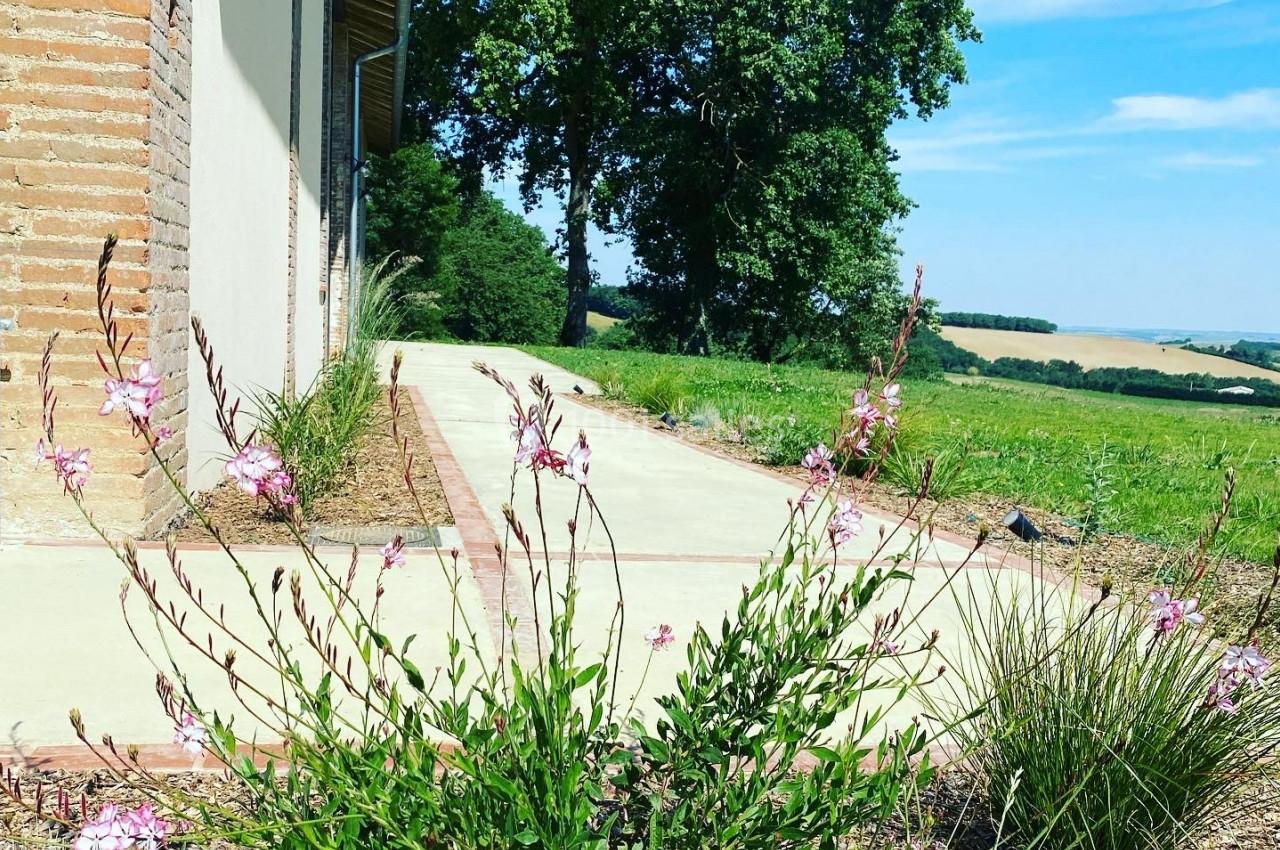 Plantes fleuries en bordure d'une allée pavée, avec un champ et des arbres en arrière-plan sous un ciel bleu.