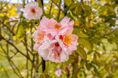 Petit pont en pierre surplombant un chemin, entouré de verdure et jouxtant un bâtiment ancien avec toiture en ardoise.