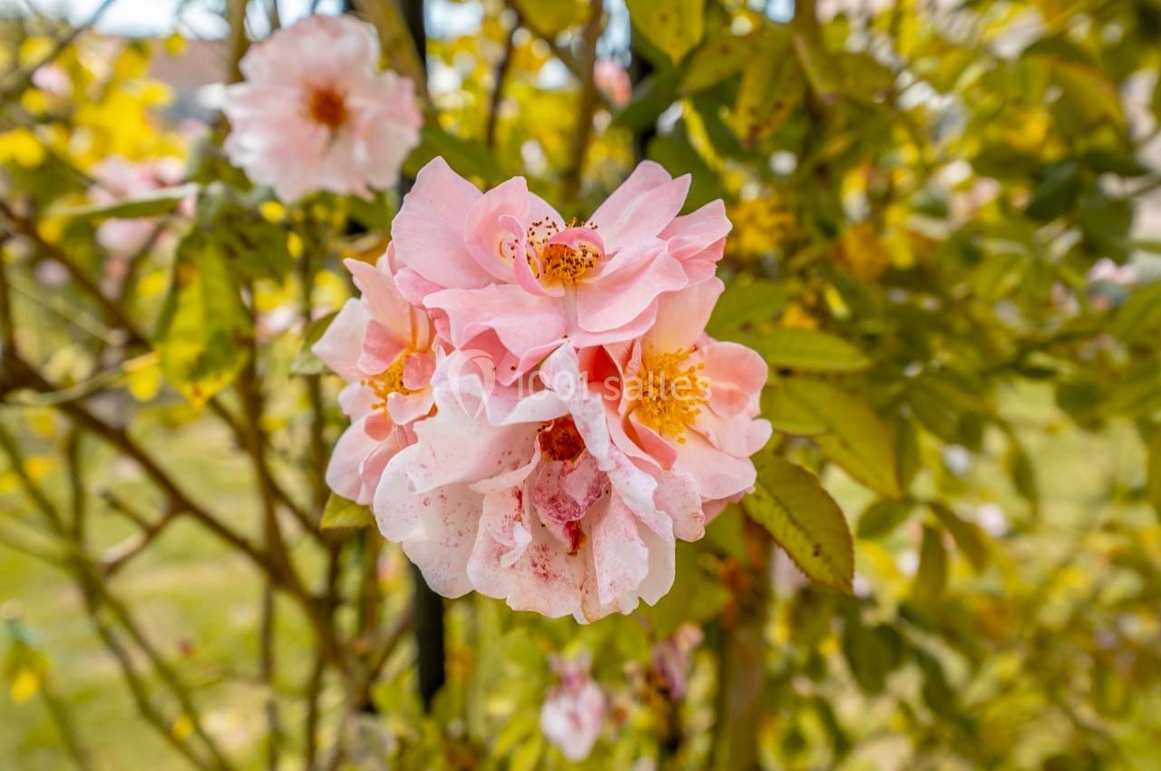 Fleurs roses épanouies sur un arbuste, entourées de feuilles vertes et jaunes dans un jardin ensoleillé.