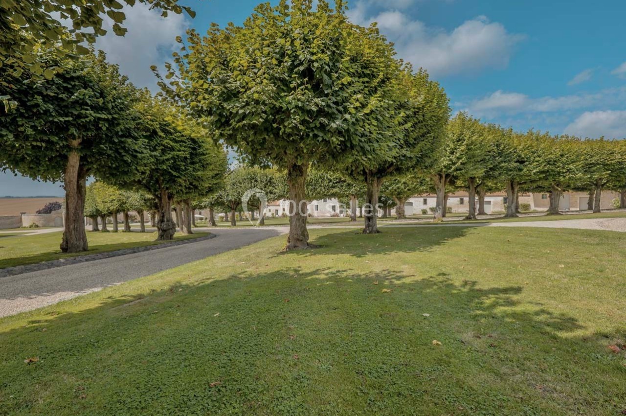 Allée bordée d'arbres taillés, entourée de pelouse, avec des bâtiments clairs en arrière-plan sous un ciel bleu.
