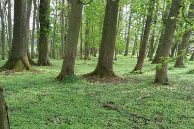 Location salle Salonnes (Moselle) - Domaine de Burthecourt #33