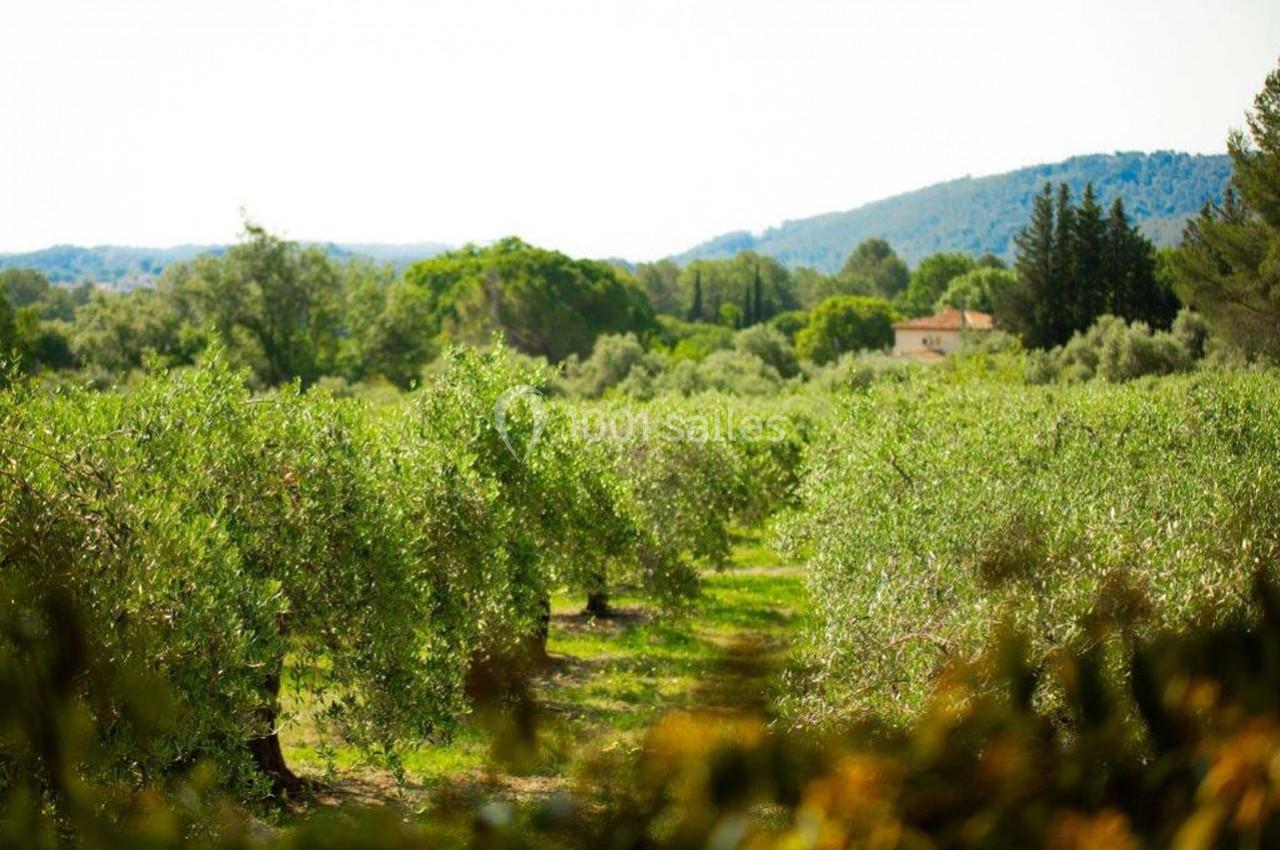Champ d'oliviers verdoyants sous un ciel clair, entouré de collines et de végétation méditerranéenne.