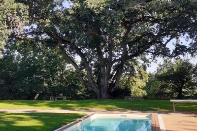 Piscine rectangulaire entourée de dalles et pelouse, avec un grand arbre en arrière-plan sous un ciel dégagé.