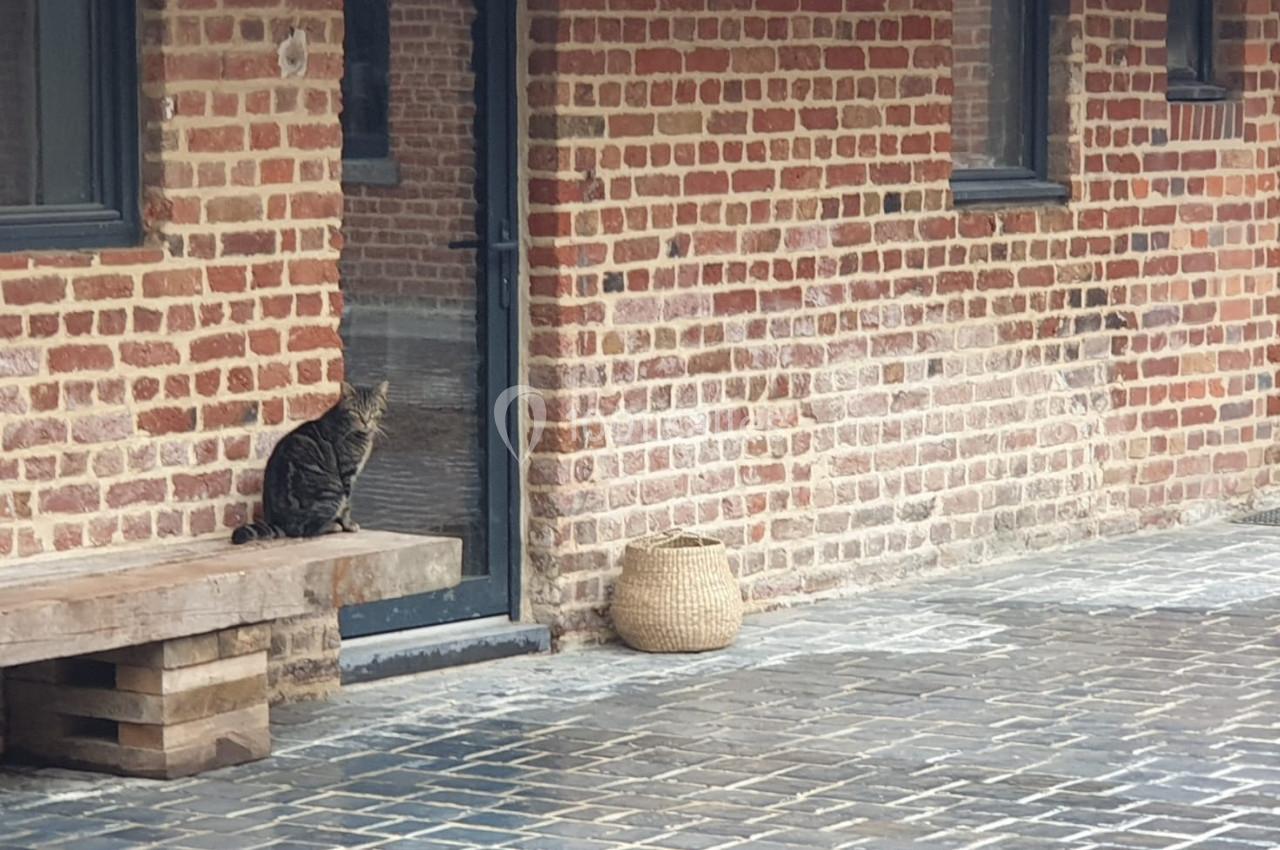 Un chat tigré assis sur un banc en bois près d'un mur de briques et d'une porte vitrée.