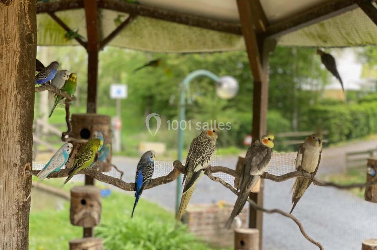 Perroquets et perruches colorés perchés sur une branche dans un abri en bois, avec un jardin en arrière-plan flou.