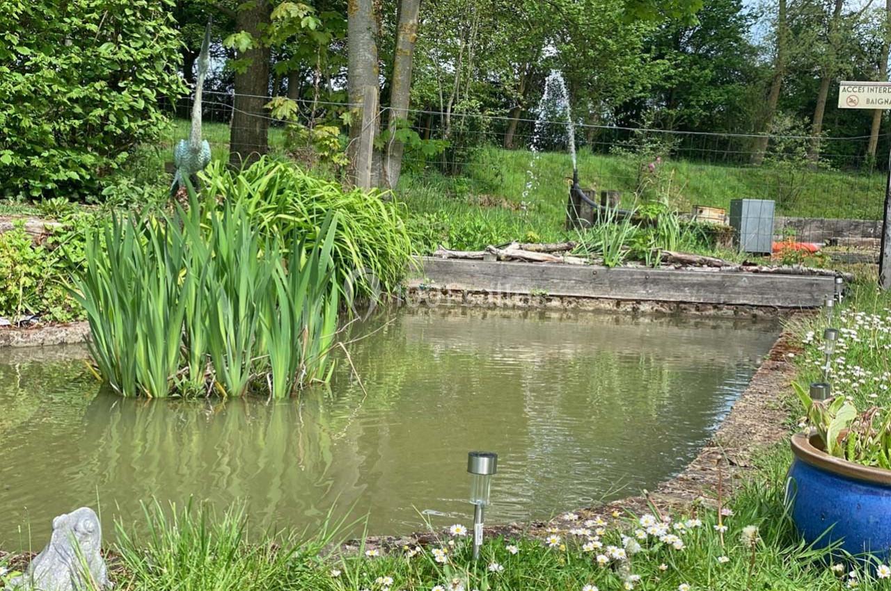 Étang entouré de verdure avec des plantes aquatiques, des arbres en arrière-plan et des bordures en bois.