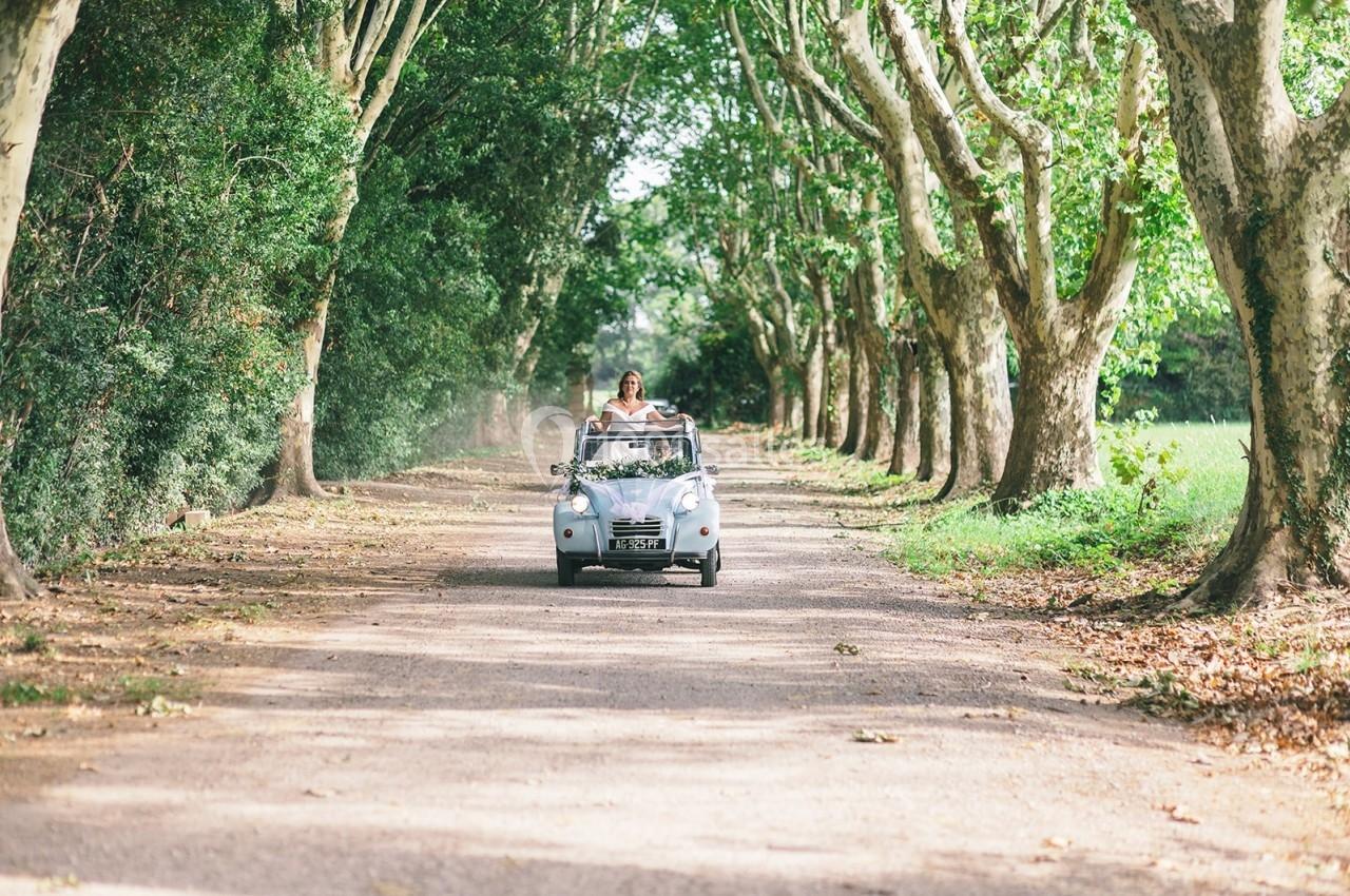 Une voiture ancienne roule sur une route bordée d'arbres, sous un ciel dégagé, dans un cadre champêtre.