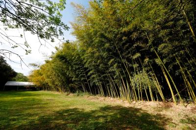 Tables rondes dressées avec nappes blanches et chaises en bois, disposées en extérieur sous des arbres verdoyants.