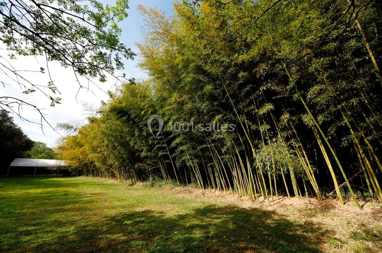 Bosquet de bambous bordant une clairière ensoleillée avec un abri blanc visible en arrière-plan.