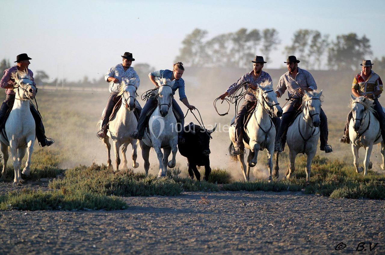 Des cavaliers montent des chevaux blancs et encerclent un taureau dans un paysage rural poussiéreux.