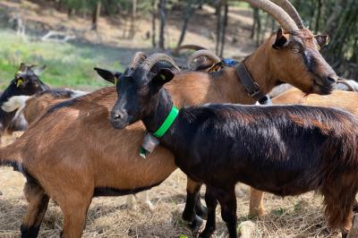 Un bateau pneumatique noir et jaune navigue sur une mer calme, avec une ville et des collines en arrière-plan.