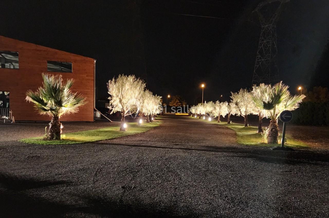 Allée bordée de palmiers et d'arbres illuminés la nuit, avec un bâtiment en bois à gauche.