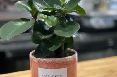 Plateau de légumes frais comprenant chou-fleur, tomates cerises, céleri, radis et feuilles vertes.