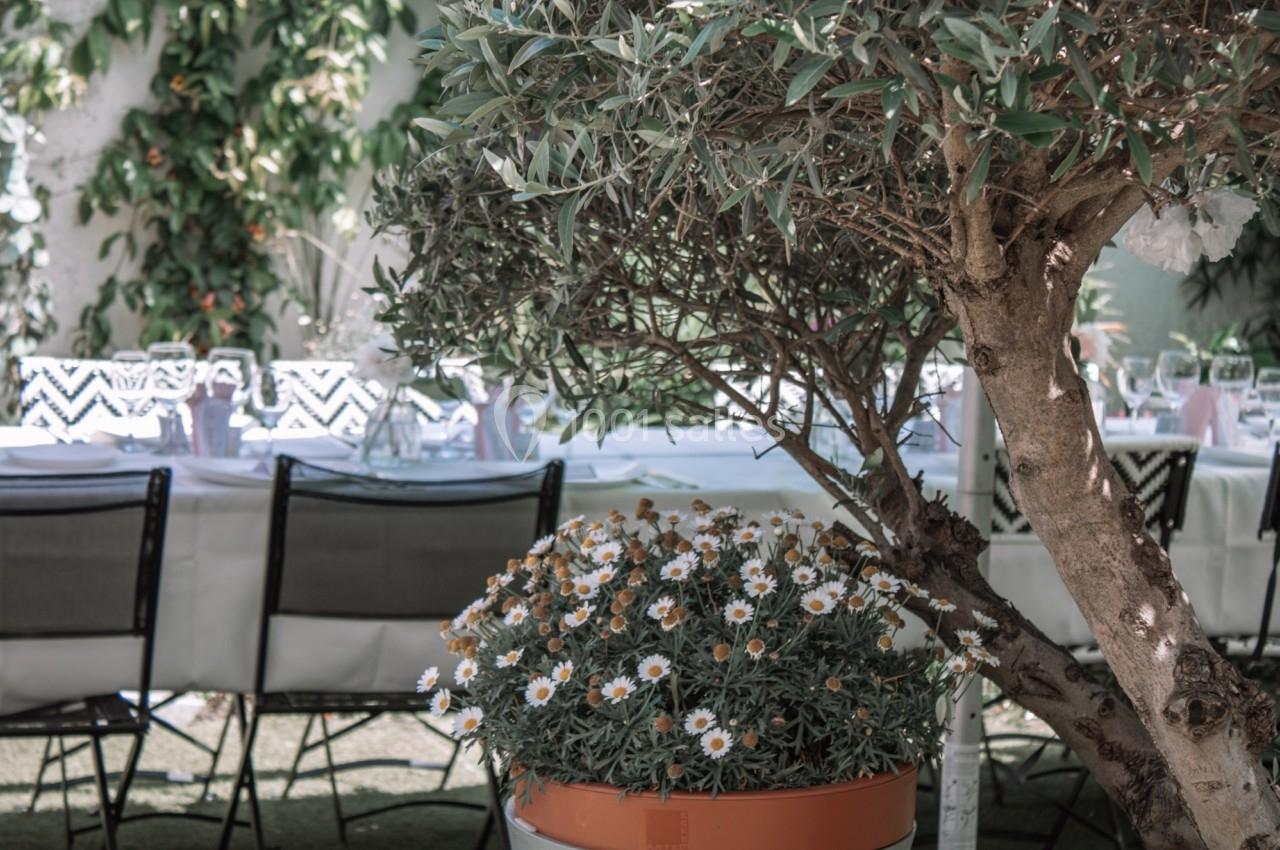 Des chaises et une table dressée sous un arbre, avec un pot de fleurs blanches au premier plan.