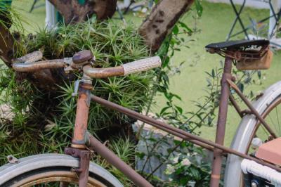 Plateau de légumes frais comprenant chou-fleur, tomates cerises, céleri, radis et feuilles vertes.