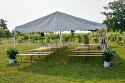 Vue panoramique d'un vignoble avec des rangées de vignes, un chemin gravillonné et quelques arbres sous un ciel dégagé.