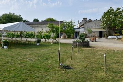 Vue panoramique d'un vignoble avec des rangées de vignes, un chemin gravillonné et quelques arbres sous un ciel dégagé.