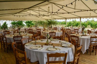 Vue panoramique d'un vignoble avec des rangées de vignes, un chemin gravillonné et quelques arbres sous un ciel dégagé.