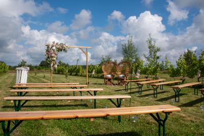 Vue panoramique d'un vignoble avec des rangées de vignes, un chemin gravillonné et quelques arbres sous un ciel dégagé.