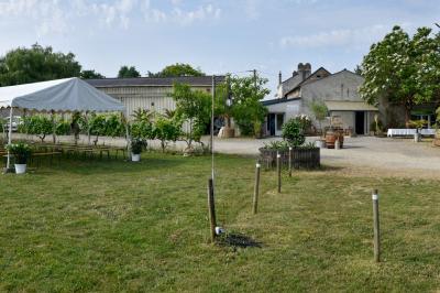 Vue panoramique d'un vignoble avec des rangées de vignes, un chemin gravillonné et quelques arbres sous un ciel dégagé.