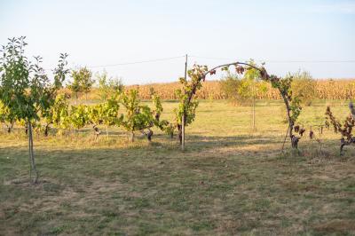 Vue panoramique d'un vignoble avec des rangées de vignes, un chemin gravillonné et quelques arbres sous un ciel dégagé.