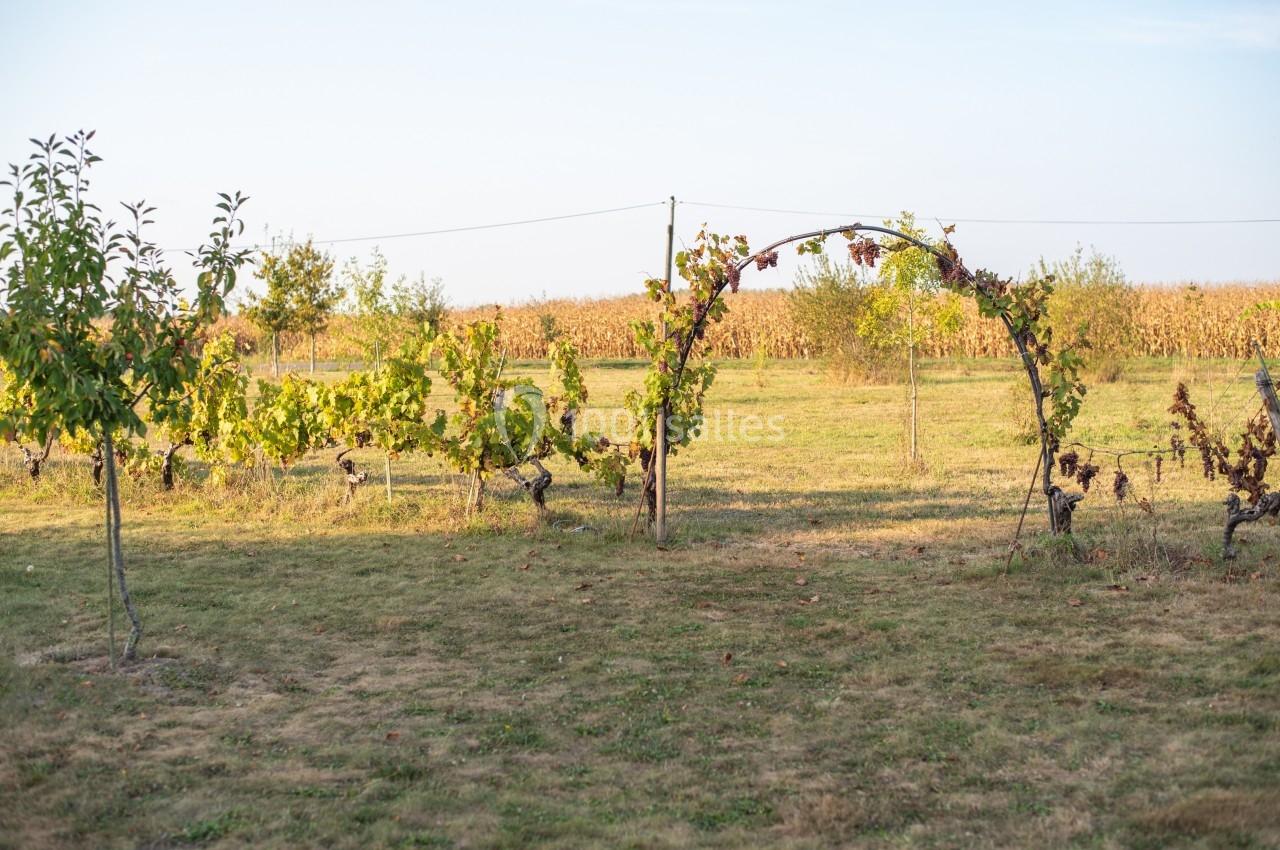 Arc en métal couvert de vignes dans un champ avec des arbres et un champ de maïs en arrière-plan.
