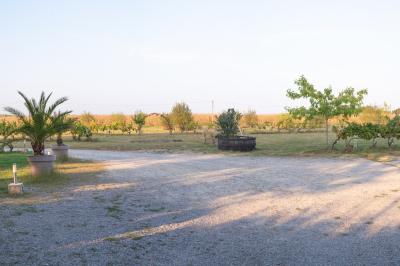 Vue panoramique d'un vignoble avec des rangées de vignes, un chemin gravillonné et quelques arbres sous un ciel dégagé.