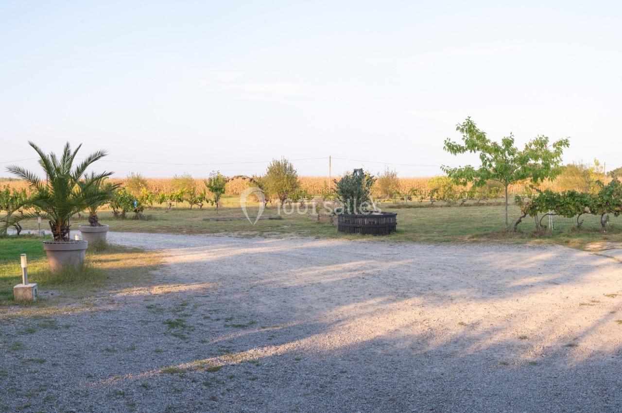 Vue panoramique d'un vignoble avec des rangées de vignes, un chemin gravillonné et quelques arbres sous un ciel dégagé.