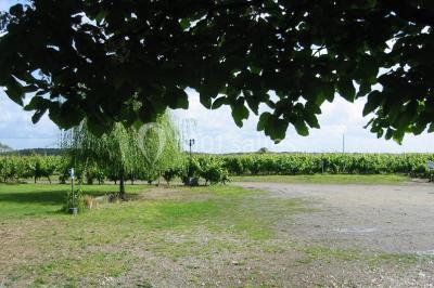 Vue panoramique d'un vignoble avec des rangées de vignes, un chemin gravillonné et quelques arbres sous un ciel dégagé.