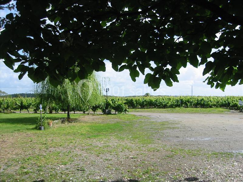 Vue d'un vignoble sous un arbre, avec un sol herbeux et un saule pleureur au centre.
