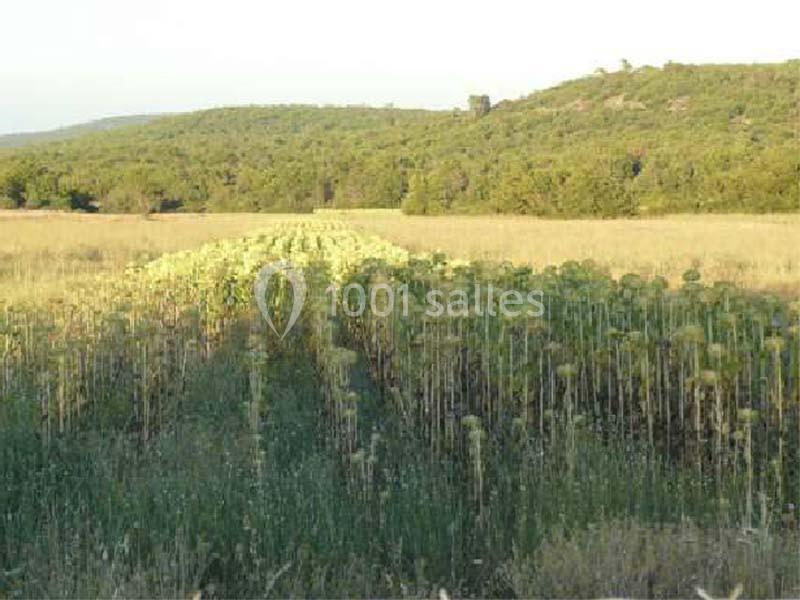 Location salle Rians (Var) - Domaine Des Puits De Rians #13