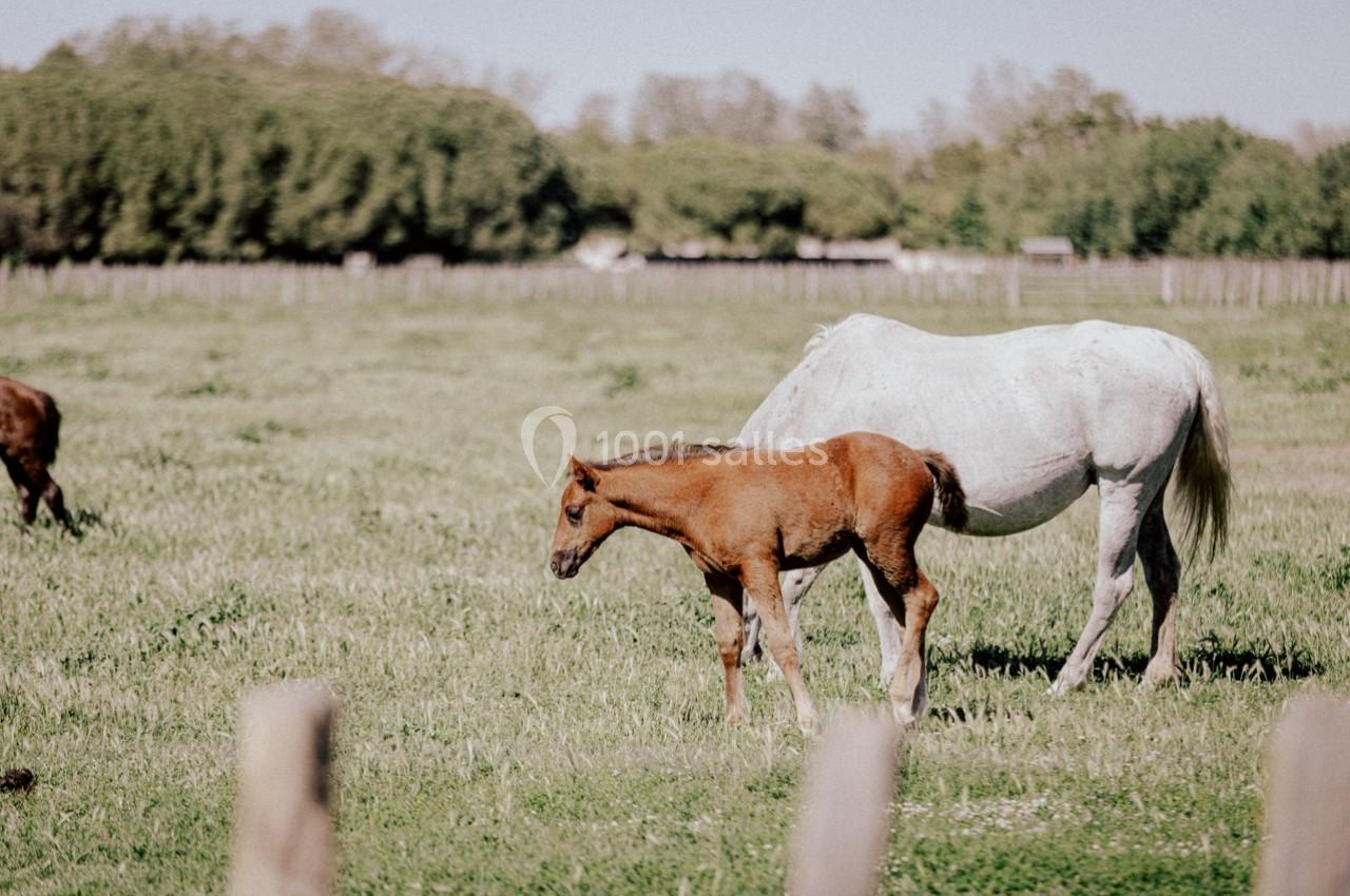 Une jument blanche et son poulain brun broutent dans un pré verdoyant entouré d'arbres.
