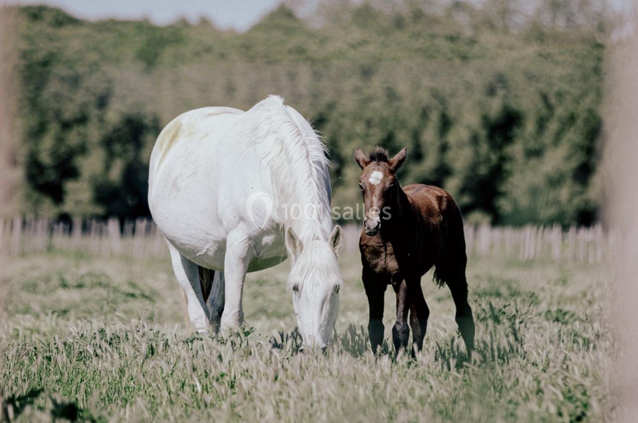 Une jument blanche et son poulain brun broutent dans un champ verdoyant bordé d'arbres.