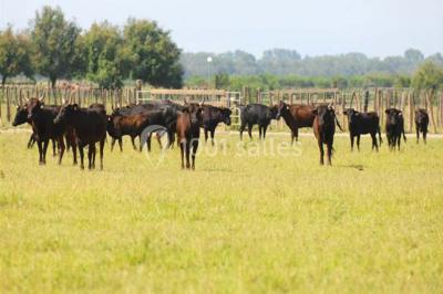 Une mariée souriante brandit un éventail devant un gâteau de mariage décoré, entourée d'invités en extérieur.
