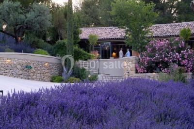 Miniature Location salle Sorgues (Vaucluse) - Château La Tour Vaucros #21 Terrain de tennis entouré d'arbres et de végétation, avec un olivier au premier plan.