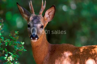 Location salle Grasse (Alpes-Maritimes) - Golf Du Claux-amic #16