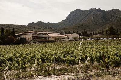 Un couple en tenue de mariage pose dans un champ d'oliviers sous une lumière douce.
