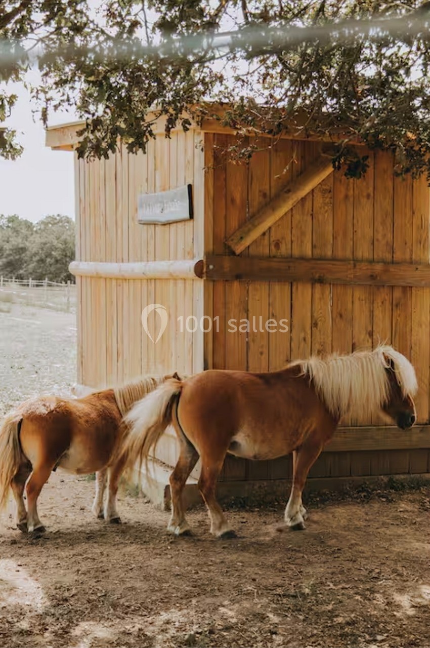 Deux poneys bruns avec des crinières claires se tiennent près d'une cabane en bois sous un arbre.