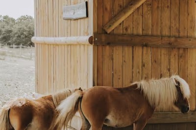 Deux poneys bruns à crinières claires se tiennent près d'une cabane en bois dans un environnement rural.