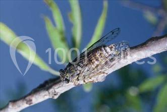 Location salle Narbonne (Aude) - Château Capitoul #22