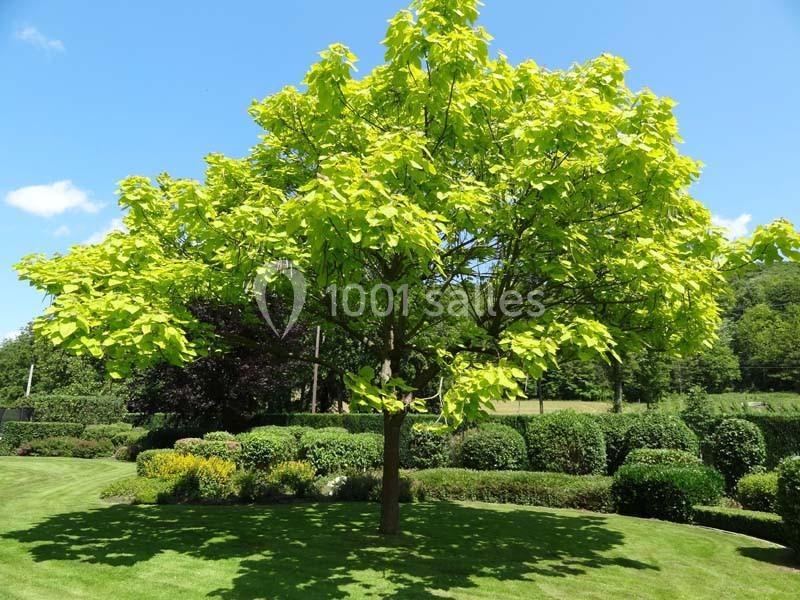 Arbre à feuillage vert vif au centre d'un jardin paysager avec pelouse et arbustes taillés.