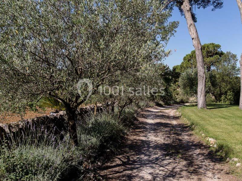 Chemin de terre bordé d'oliviers et de lavande, longeant un muret en pierre sous un ciel dégagé.